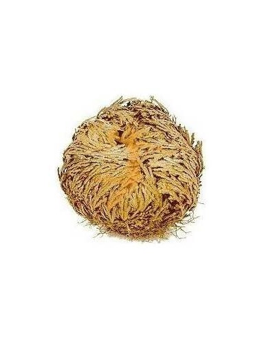 Rosa De Jerico Unidad